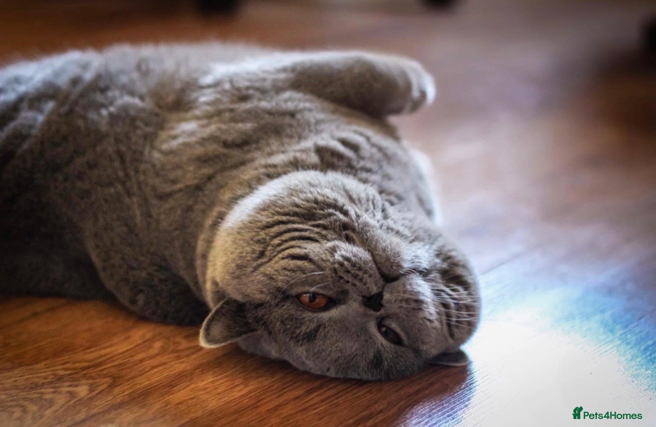 British Shorthair cats 👑 BRITISH SHORTHAIR STUD SERVICE AVAILABLE 👑 - Advert 1