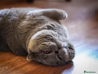 British Shorthair cats 👑 BRITISH SHORTHAIR STUD SERVICE AVAILABLE 👑 - Advert 1