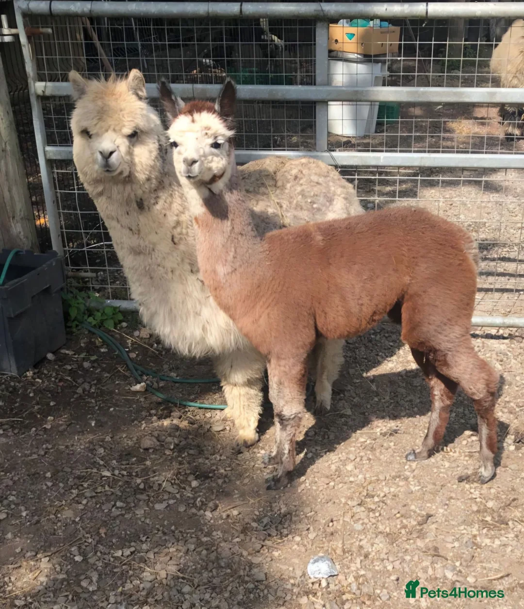 Alpaca livestock for sale: Alpaca Herd available  - Advert 2