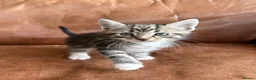 Maine Coon cats for sale: 1/2 Maine Coon Fluffy Tabby Kittens!  - Advert 5