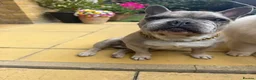 French Bulldog dogs for sale: Male French Bulldog 9 years Old - Advert 4