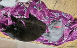 British Shorthair cats for sale: Black British Shorthair  in Sowerby Bridge - Image 12