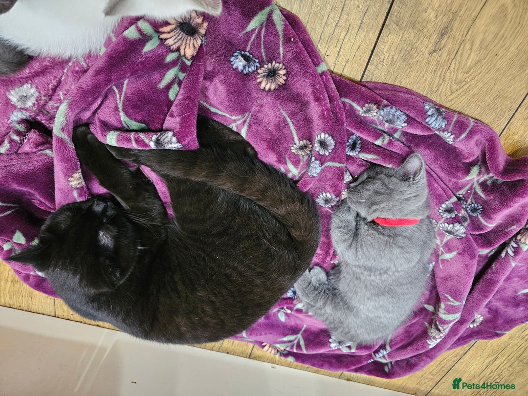 British Shorthair cats for sale: Black British Shorthair  in Sowerby Bridge - Image 12