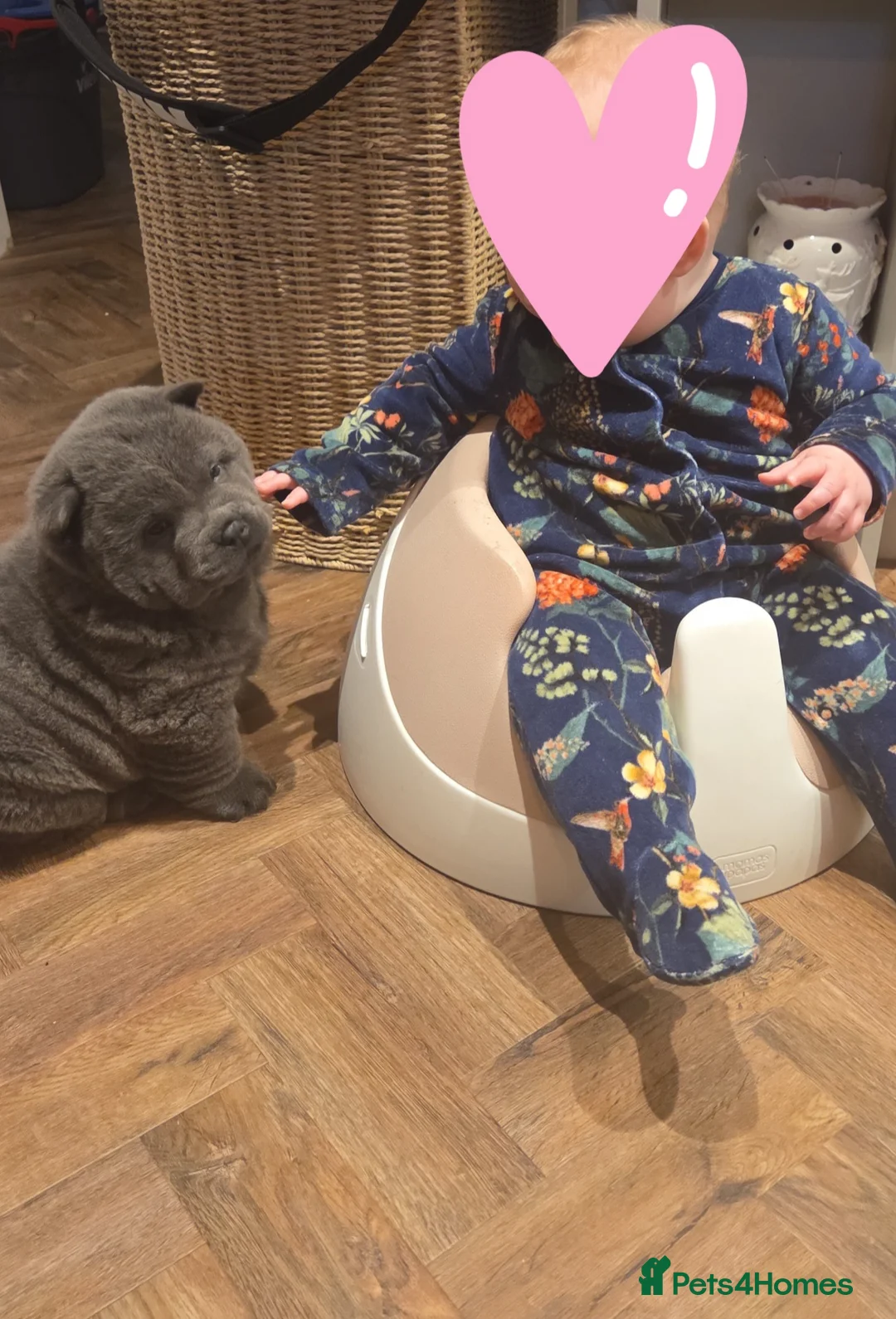 Chow Chow dogs for sale: Chow chow puppies  - Advert 3