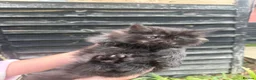 Maine Coon cats for sale: Beautiful Female Maine Coon Kitten - Advert 4
