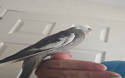 Cockatiels birds for sale: Cockatiel chicks hand tame  - Image 11