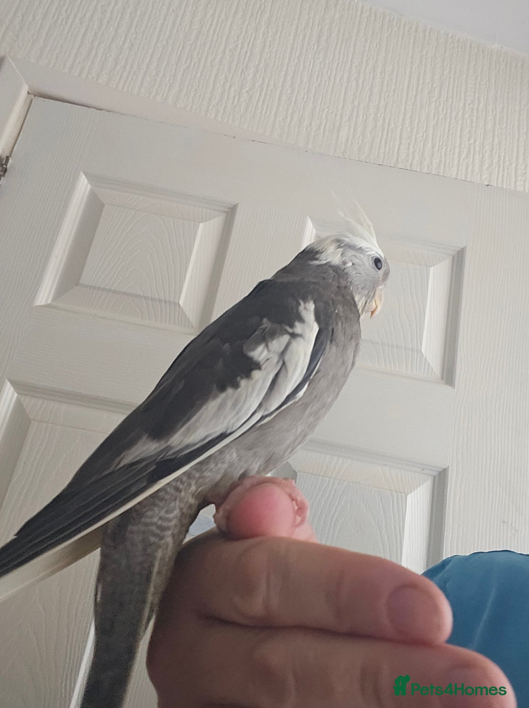 Cockatiels birds for sale: Cockatiel chicks hand tame  - Image 11
