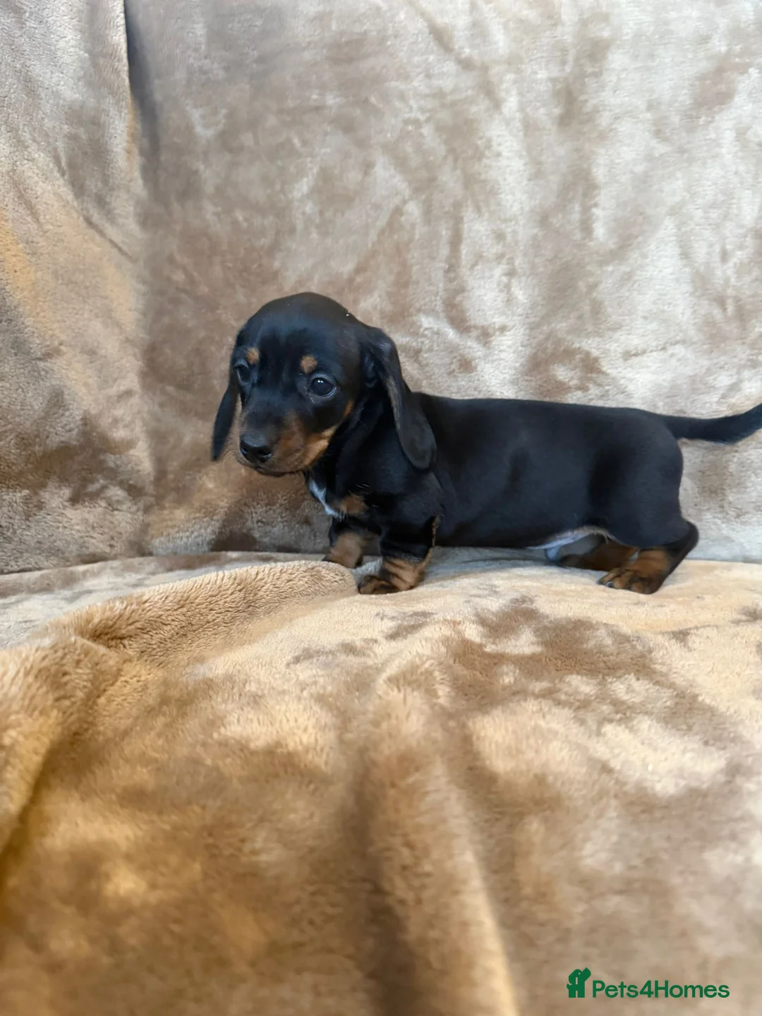 Miniature Dachshund dogs for sale: KC Reg TINY Miniatures from Kaninchen parents  - Advert 24