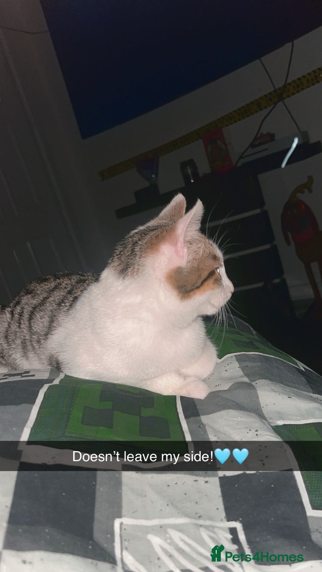 Mixed Breed cats for sale: One Female One male - Advert 5