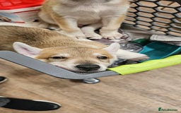Saarloos Wolfdog dogs for sale: Wolfdog puppies. 1 boy, 3 girls available  in Wigan - Image 36