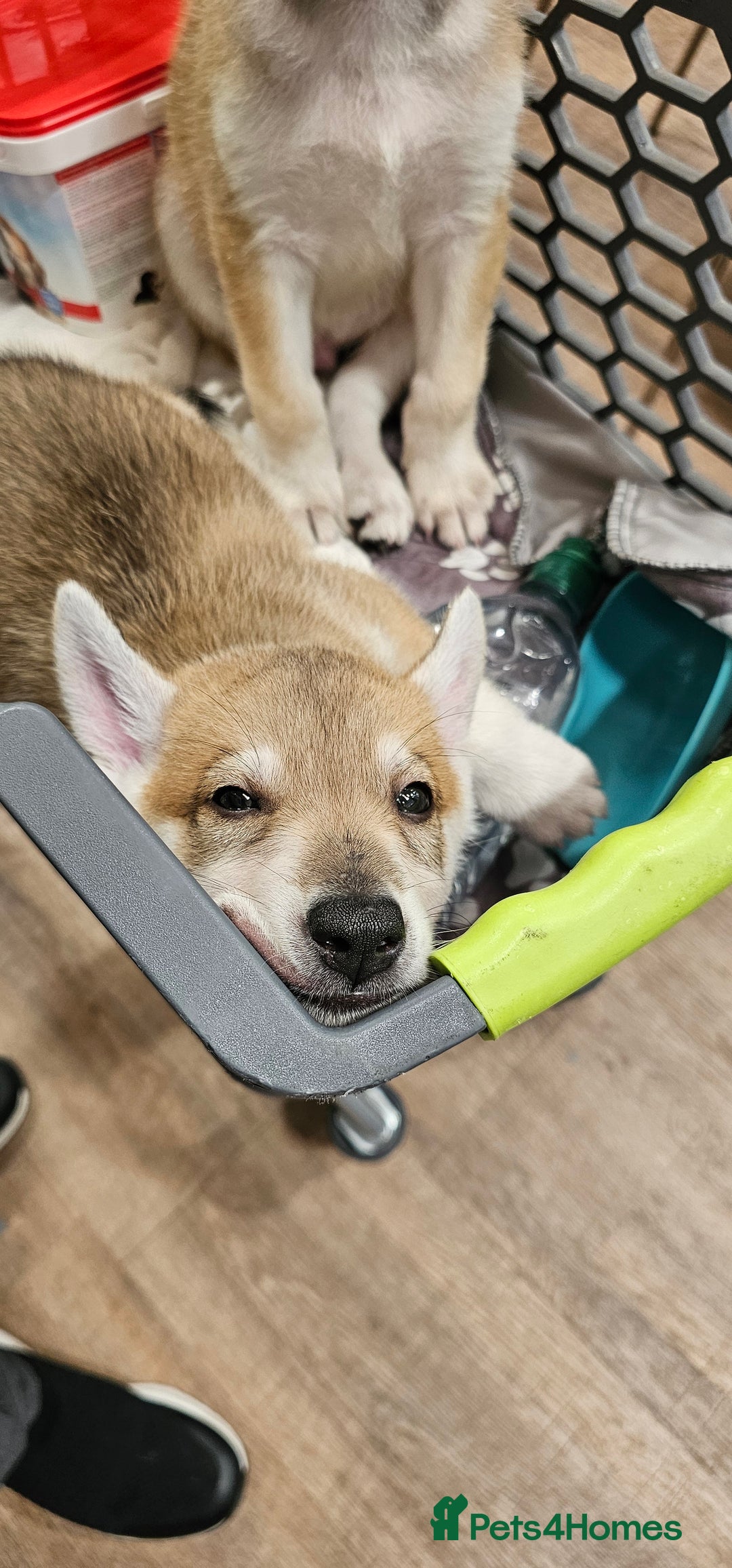 Saarloos Wolfdog dogs for sale: Wolfdog puppies. 1 boy, 3 girls available  in Wigan - Image 36