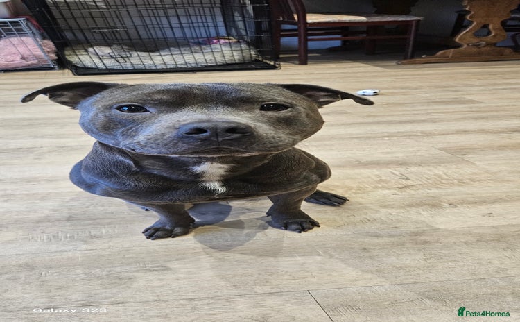 Staffordshire Bull Terrier dogs - Advert 7