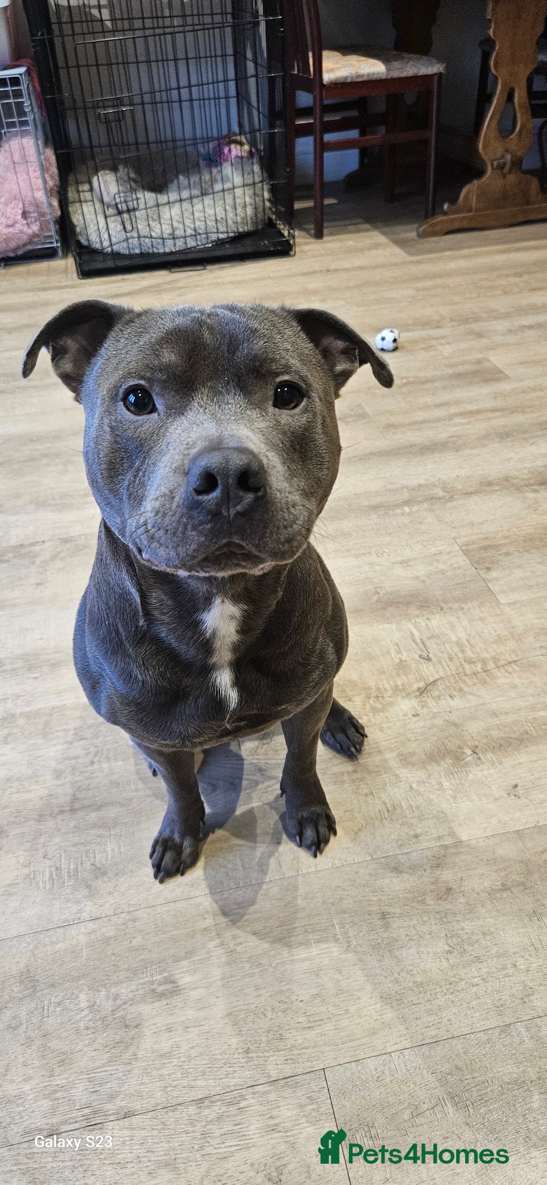 Staffordshire Bull Terrier dogs for stud: Blue staffie up for stud - Image 3