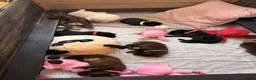 Labrador Retriever dogs for sale: Beautiful Chocolate & Black Labrador Puppies in Torquay - Advert 38
