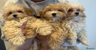 Maltipoo dogs - Advert 4