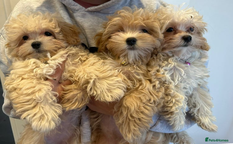 Maltipoo dogs - Advert 1