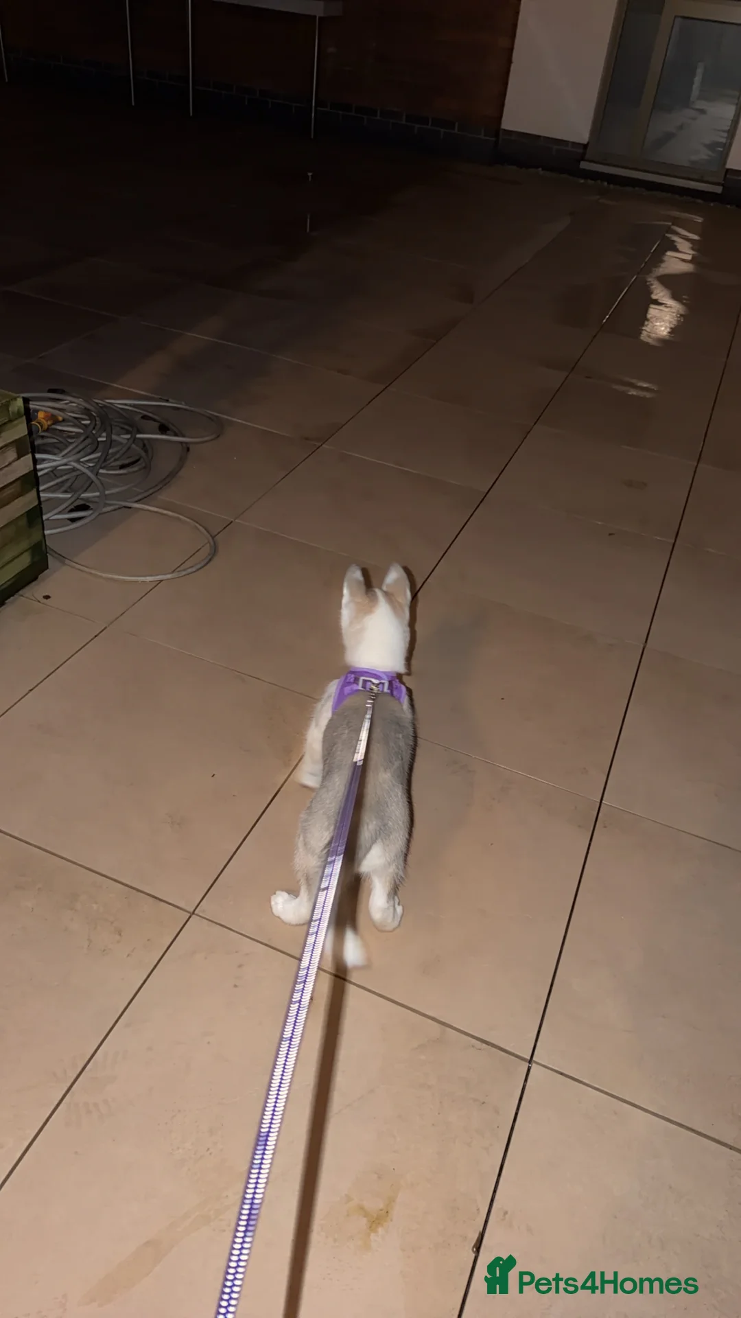 Siberian cats for sale: Blue eyes husky  - Advert 7