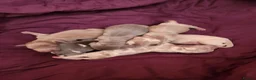 Miniature Dachshund dogs for sale: Miniature dachshund puppies - Advert 5