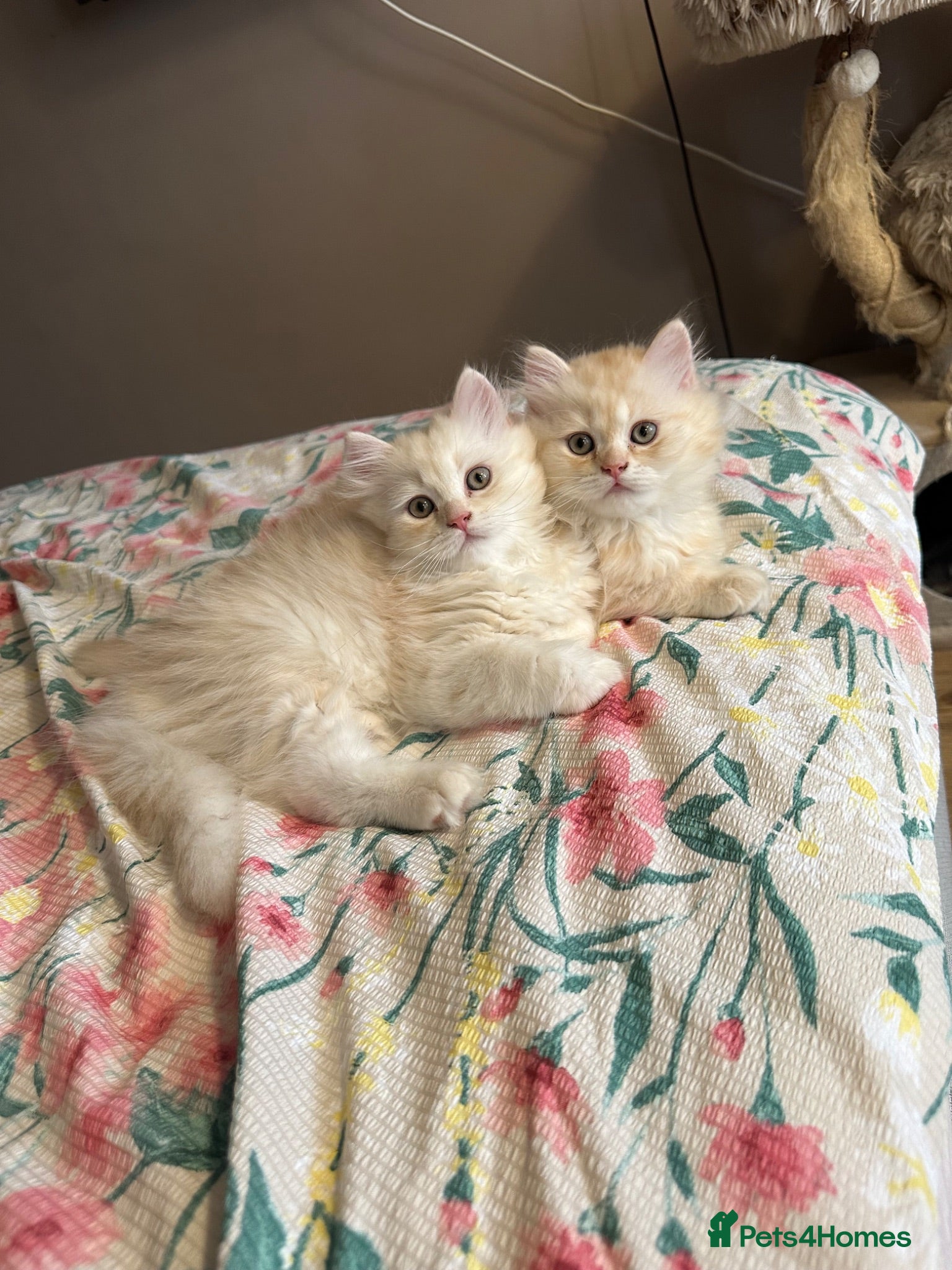 British Longhair cats Beautiful British Longhair Boys! - Advert 4