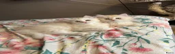 British Longhair cats for sale: Beautiful British Longhair Boys! - Advert 1