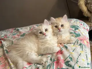 British Longhair cats Beautiful British Longhair Boys! - Advert 4