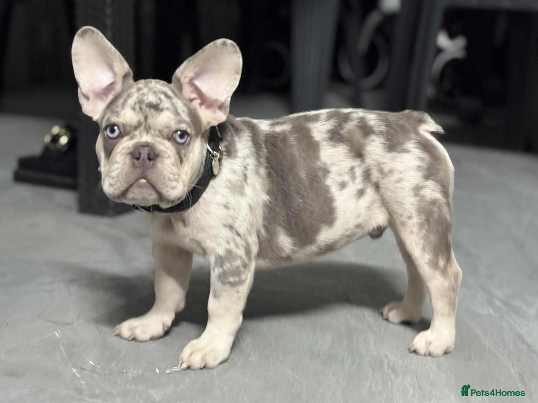 French Bulldog dogs for sale: Rare-Coloured Purebred French Bulldog Puppy  - Image 4