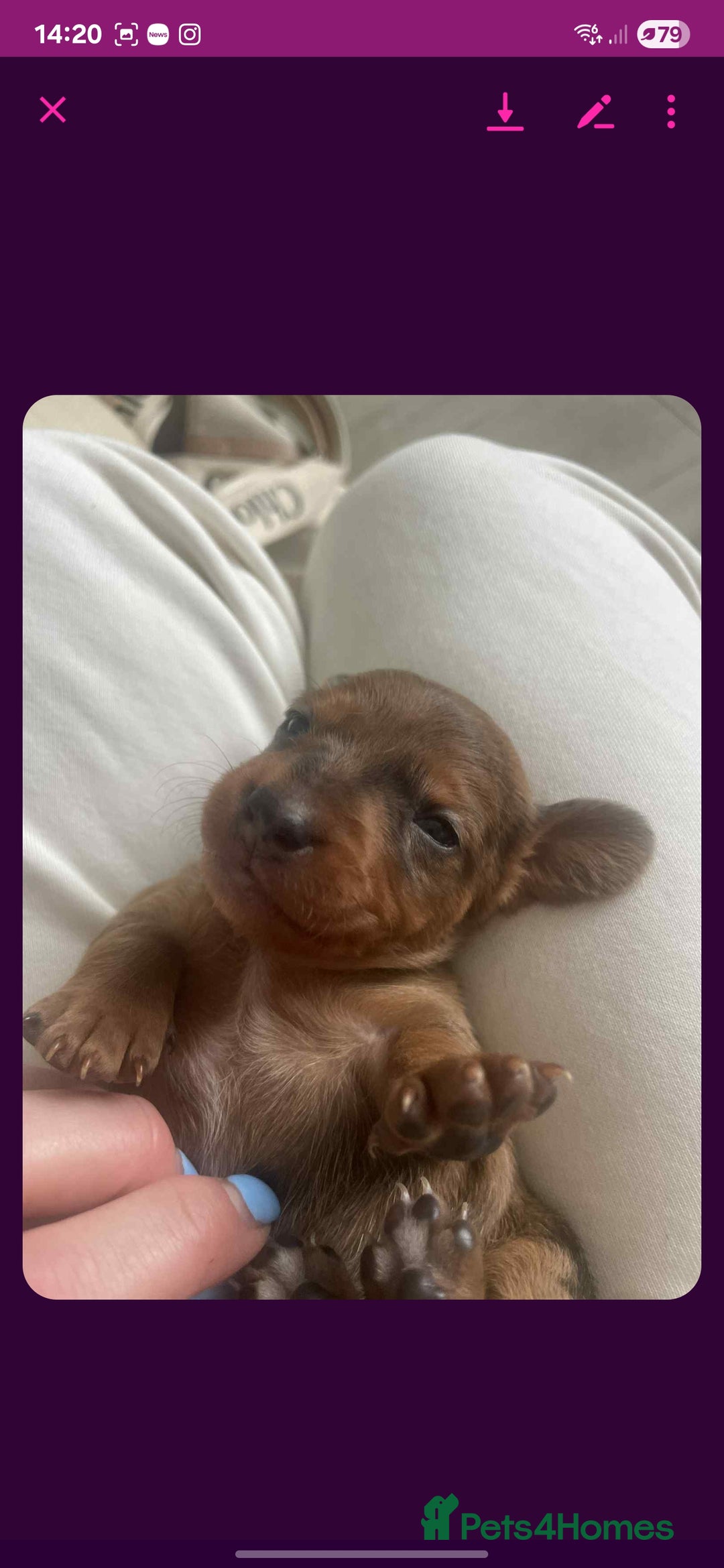 Dachshund dogs for sale: Dachshund tweenies for sale - Image 23