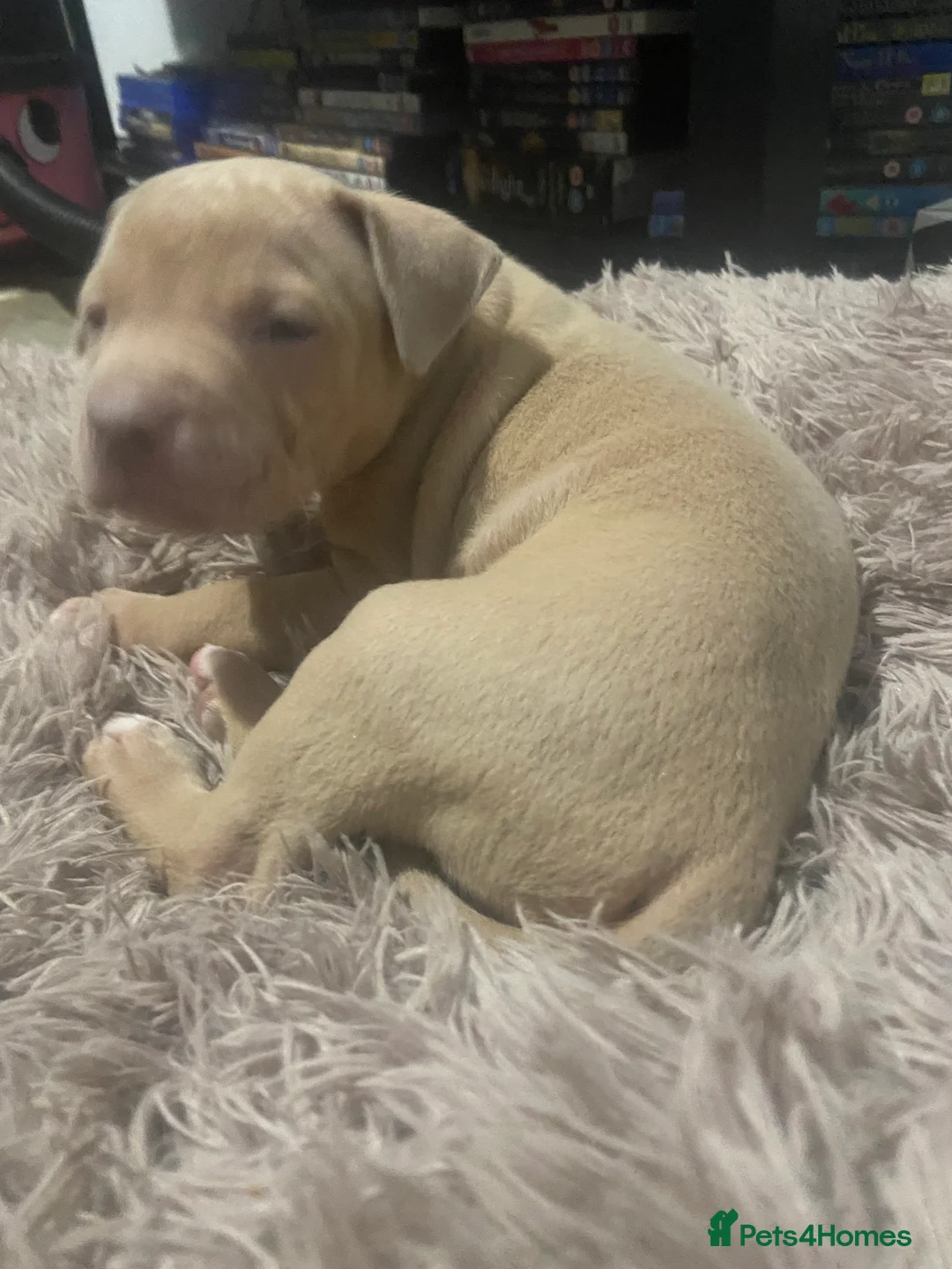 Staffordshire Bull Terrier dogs for sale: Blue merla - Advert 8