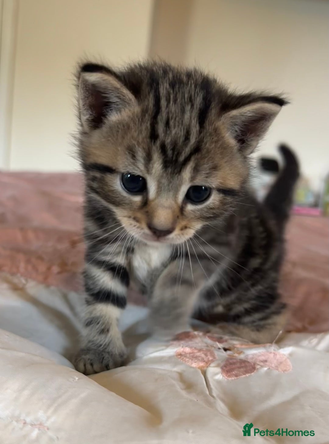British Shorthair cats for sale: 2 boys one girl for sale  - Image 7