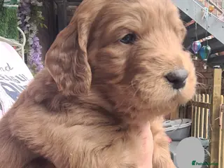 Goldendoodle dogs F1 Goldendoodles only 1 boy1 girl remaining - Advert 11