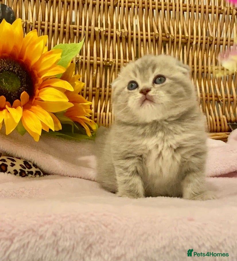 Scottish Fold cats 🧸QUALITY TICA REG FAWN SCOTTISH/BSH 😻🧸 - Advert 3