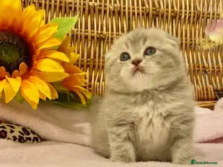 Scottish Fold cats 🧸QUALITY TICA REG FAWN SCOTTISH/BSH 😻🧸 - Advert 3