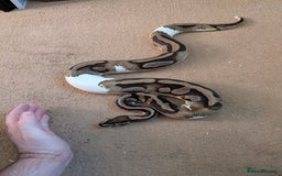 Python Snake reptiles for sale: Male pied ball python  - Image 4