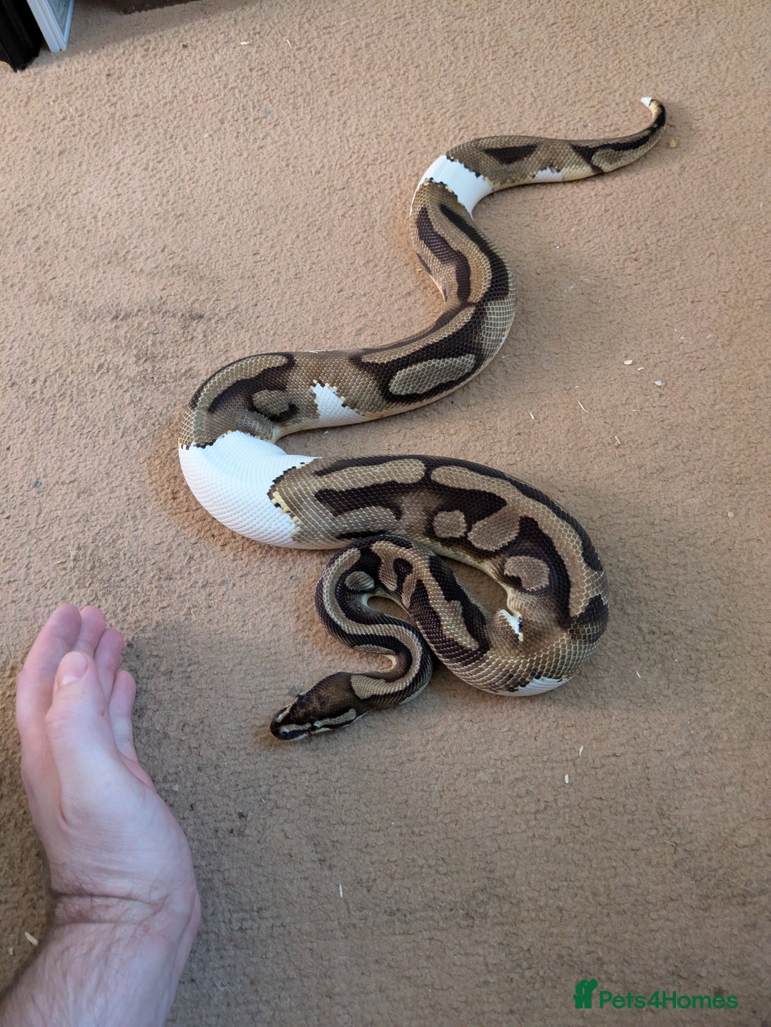 Python Snake reptiles for sale: Male pied ball python  - Image 4
