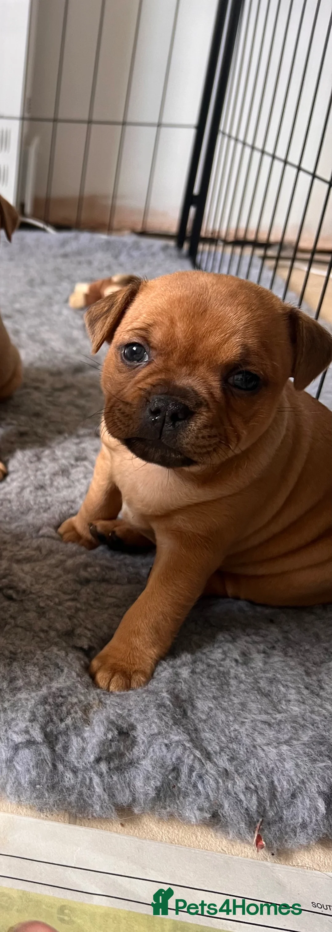 Staffordshire Bull Terrier dogs for sale: 1 lovely girl left-Red Staffordshire Bull Terrier  - Advert 1