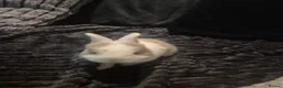 Mixed Breed rabbits for sale: Beautiful buns for sale in Brierley Hill - Advert 3