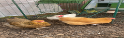 Chickens poultry for sale: 2 egg laying hybrids  - Advert 2