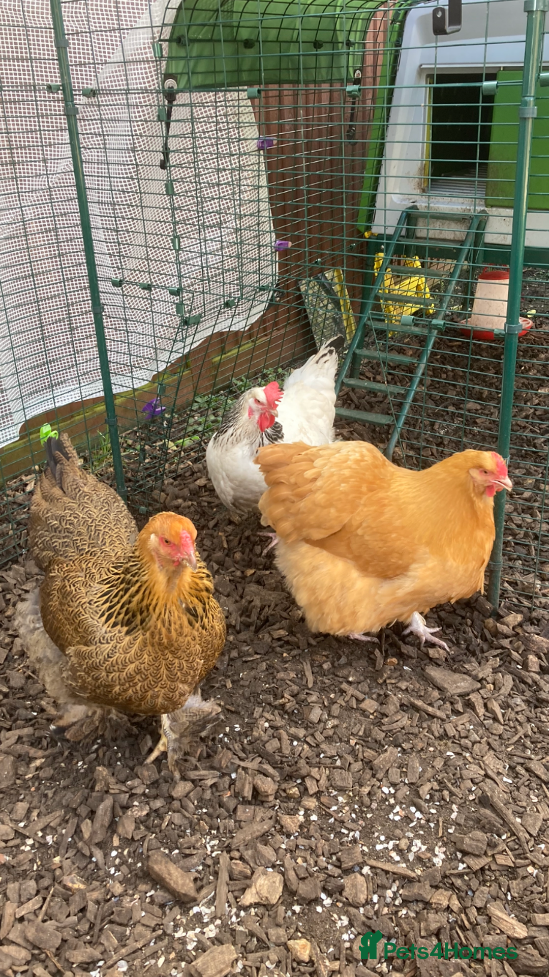 Chickens poultry for sale: 2 egg laying hybrids  - Advert 2