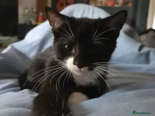 Mixed Breed cats *1 LEFT* Beautiful Nebelung X Tuxedo Kittens - Advert 18