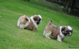 Shih Tzu dogs for sale: STUNNING HEALTH CHECKED AND DNA TESTED - Image 2