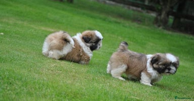 Shih Tzu dogs - Advert 7