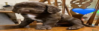 Sprocker 4