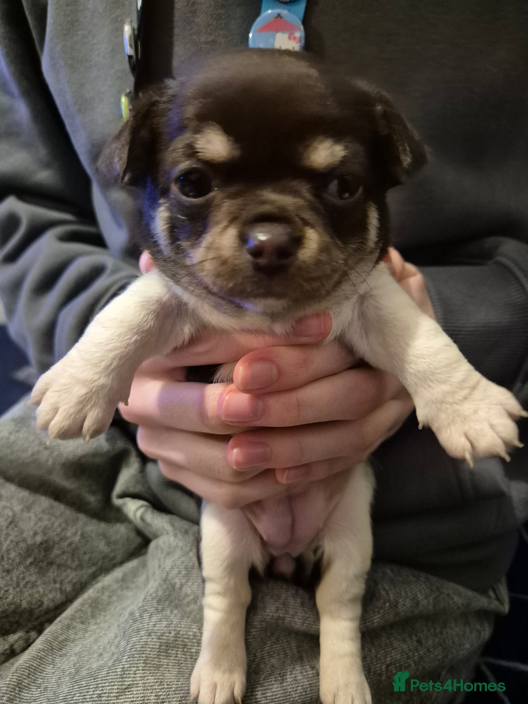 Chihuahua dogs for sale: Puppies  - Advert 4