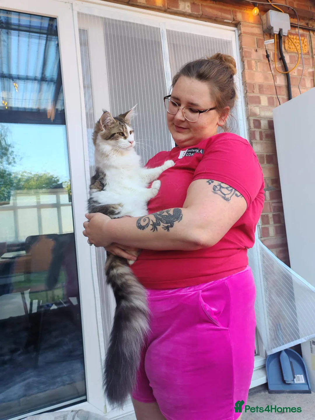 Maine Coon cats for sale: Jasmine TitaniumCat - last girl  - Advert 1