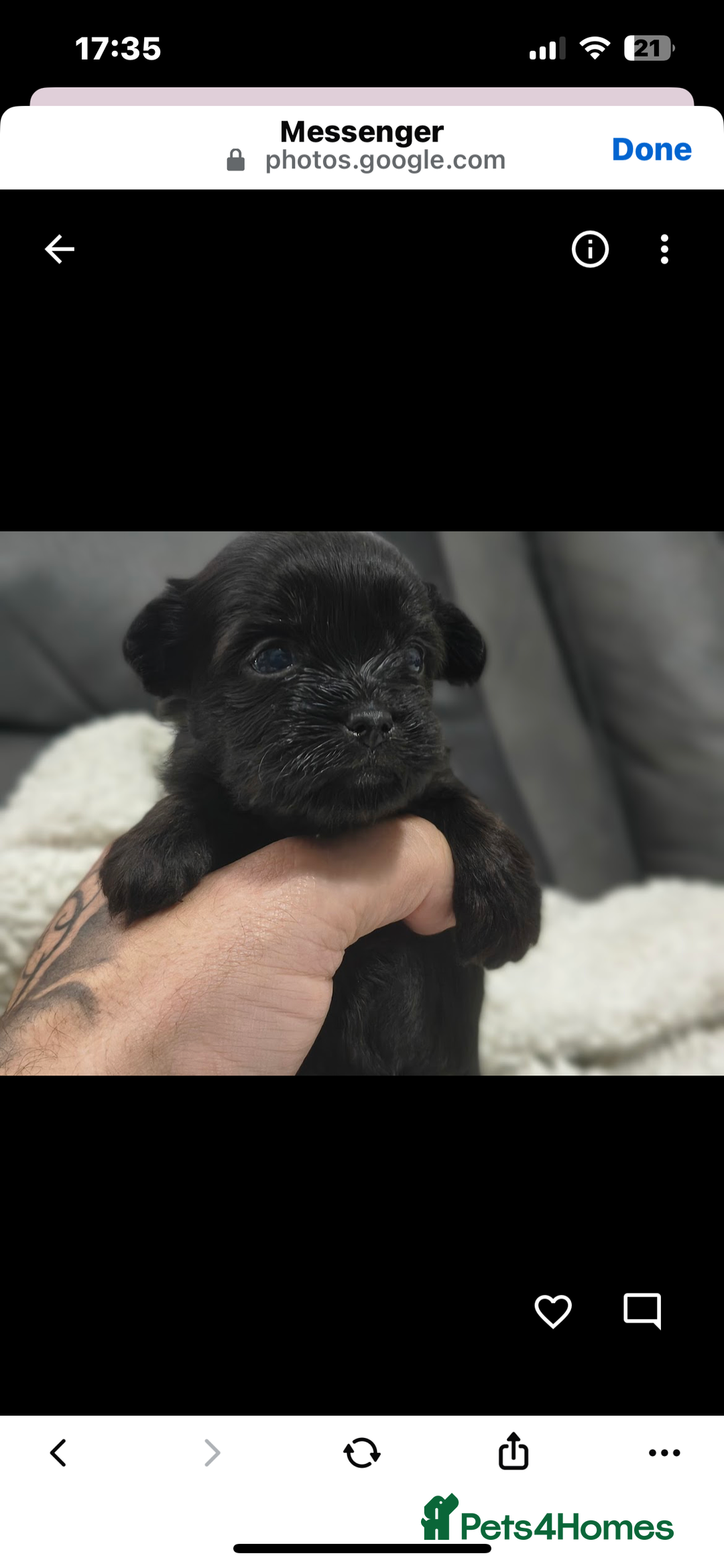 Mixed Breed dogs for sale: t cup chihuahua x pooshon - Image 8