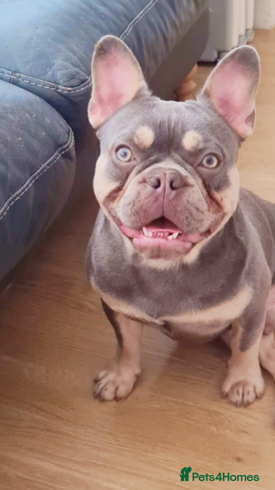 French Bulldog dogs for stud: Top Quality Stud RAMSGATE 🎯🎯 KC registered💣💣  in Ramsgate - Advert 18