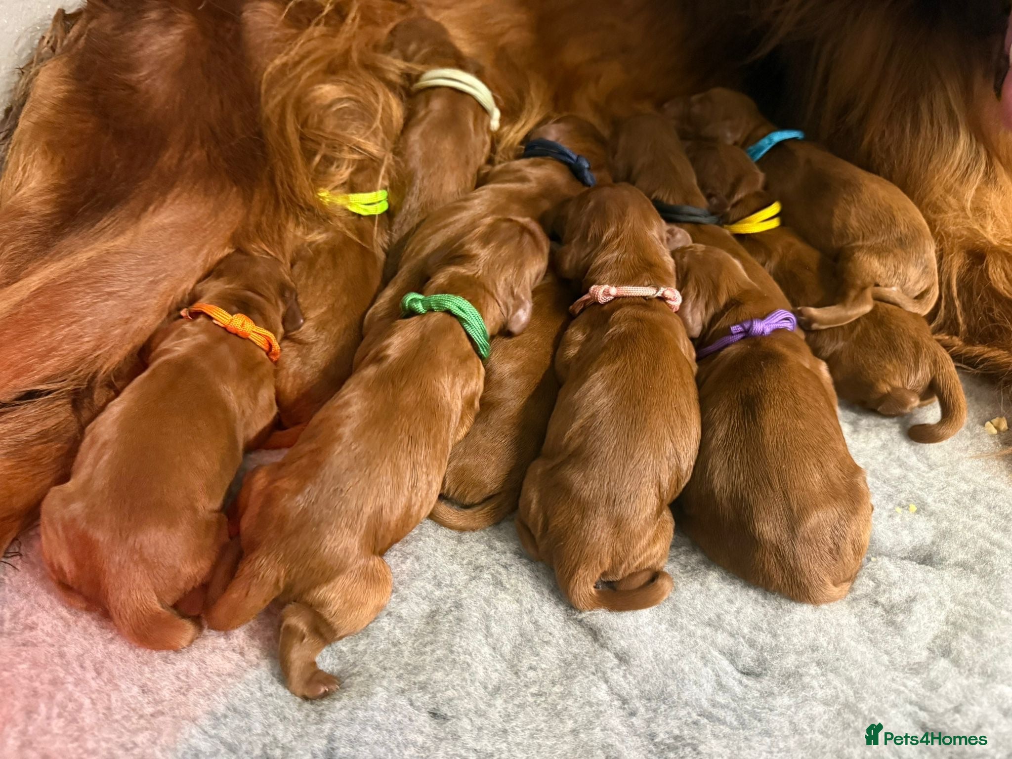 Irish Setter dogs Gorgeous Irish Setter Pups - Boys available KC - Advert 2