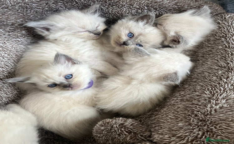 Ragdoll cats - Advert 9