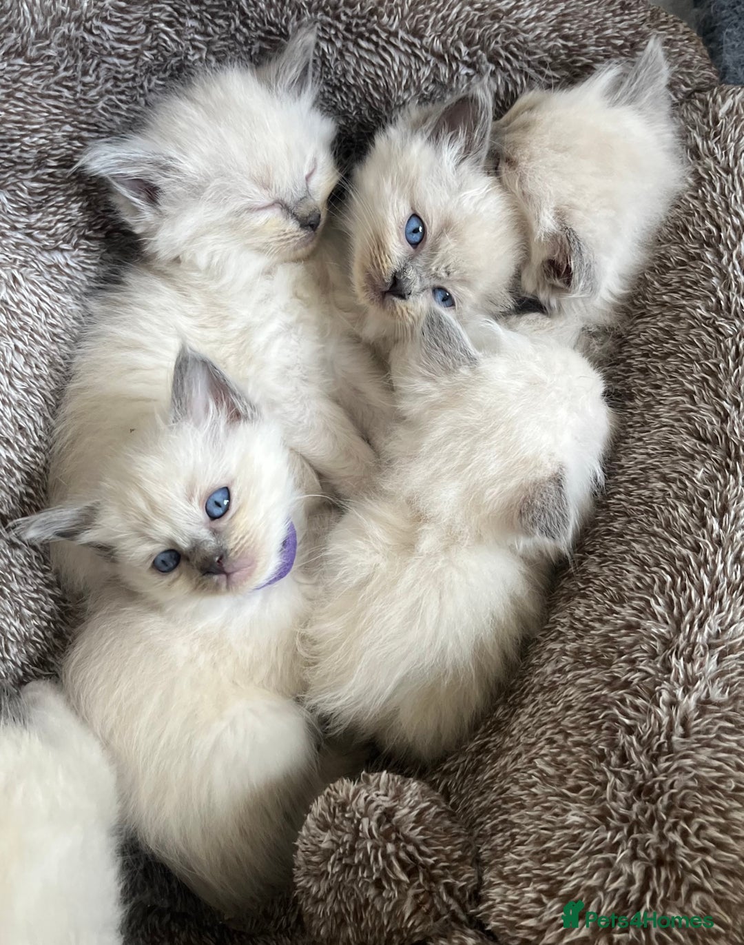 Ragdoll cats for sale: 5 Gorgeous TICA Ragdoll Kittens - Image 1
