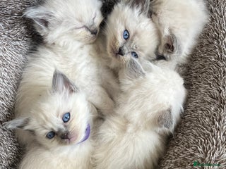 Ragdoll cats - Advert 11